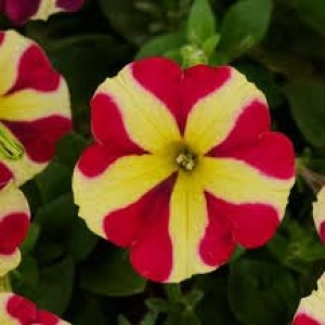 Без названия